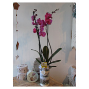 phalaenopsis-orchidea--2-agu--kaspoban