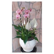 orchidea--vitorlavirag--korall-egy-kaspoban