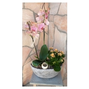 ketagas-lepkeorchidea-es-korall-virag